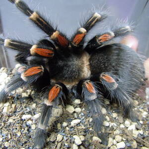 ■タランチュラ メキシカンフレームニー Brachypelma auratum 長期飼い込み個体■