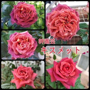 ②キスメット★正規品★バラ苗★幹園芸★蕾あり★薔薇★アンティーク