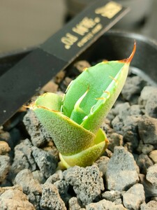 【hiiro】アガベ 強刺FO fo-76 子株 agave titanota ノーネーム（検 チタノタ オテロイ ピカチュウ 鬼爪