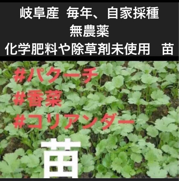 岐阜産、農薬や除草剤　化学肥料不使用、コリアンダー、　　パクチー　　香菜の　　露地苗　　30本