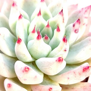 コロラータ タパルパ x メキシケンス ザラゴーサ 実生苗 エケベリア 多肉植物