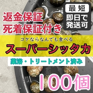 【100個＋α】スーパーシッタカ貝★シッタカ貝よりも格上！海水魚水槽コケ取り貝No1の実力★カワハギ釣り餌★薬浴・トリートメント済み！2