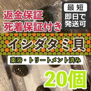 【20個＋α】★イシダタミ貝★海水魚水槽のコケ取り貝 ■兵庫県産■普通のシッタカ貝よりも茶ゴケに強い◆