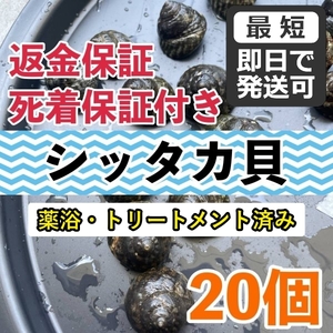 【20個＋α】シッタカ貝　兵庫県産　海水　コケ取り貝　