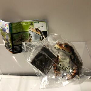 ネイチャーテクニカラー 日本のカエル ニホンヒキガエル