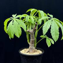 《PW》キフォステンマ“Cyphostemma greenwayi”塊根 コーデックス 多肉植物_画像1