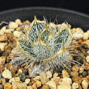 《PW》ゲチリス“セトーサ,Gethyllis setosa”国内1年半管理 多肉植物 球根 塊根 コーデックス