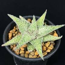 《PW》アロエ“Aloe hyb.[DW-4]”多肉植物_画像1