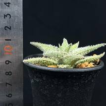 《PW》アロエ“Aloe hyb.[DW-4]”多肉植物_画像4