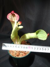 【AW】Heliamphora macdonaldae (Cerro Duida, Venezuela)Clone: Randomly selected from various clones (RSC) 食虫植物　ヘリアンフォラ_画像10