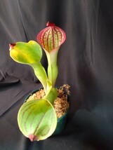 【AW】Heliamphora macdonaldae (Cerro Duida, Venezuela)Clone: Randomly selected from various clones (RSC) 食虫植物　ヘリアンフォラ_画像6