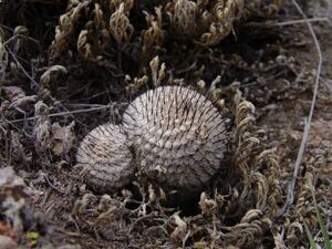 Mammillaria perezdelarosae sub. Andersoniana マミラリア属 ペレスデラロサエ アンダーソニアナ 希少種 輸入種子 5粒 送料込 実生用