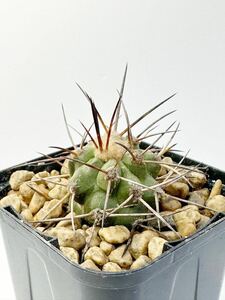 コピアポア エキノイデス Copiapoa echinoides 竜魔玉 カキコ発根株 輸入株　抜き苗は送料込 黒刺 黒王丸 グリセオ コピ コルムナアルバ