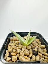 Agave parryi var. huachucensis Huachuca Mts, AZ アガベ パリー ホーチエンシス 実生 アリゾナ州ホーチュカ山地原産 産地データ アガベ_画像6