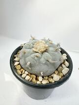 ロフォフォラ 大疣銀冠玉 実生 青白肌 選抜株 開花球 Lophophora williamsii var.decipiens メキシコ原産 送料無料 特大塊根_画像2