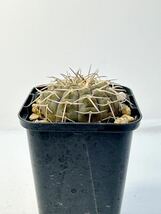 ギムノカリキウム バリスピナム 武勲丸 Gymnocalycium ochoterenae 南米原産 抜き苗送料無料 実生選抜株　黒肌　南米サボテン　強刺_画像4