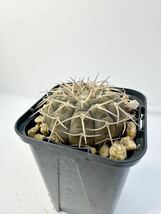 ギムノカリキウム バリスピナム 武勲丸 Gymnocalycium ochoterenae 南米原産 抜き苗送料無料 実生選抜株　黒肌　南米サボテン　強刺_画像2