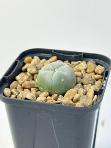 lophophora williamsii var.decipiens ロフォフォラ(ロホホラ)属 銀冠玉 メキシコ原産 抜き苗送料無料 検 ウバ玉銀冠 実生　選抜株