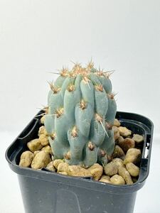 ミクエリオプンチア ミクエリー Miqueliopuntia miquelii メキシコ原産 カキコ発根株 抜き苗送料無料 検オプンチア 青白肌 美種　サボテン