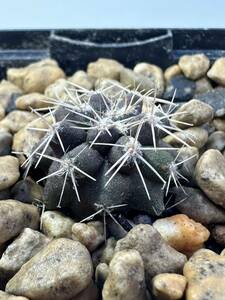 コピアポア マルギナータ Copiapoa marginata竜鱗丸 カキコ発根株 輸入株　抜き苗は送料込 黒刺 黒王丸 グリセオ コピ コルムナアルバ