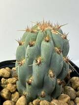 ミクエリオプンチア ミクエリー Miqueliopuntia miquelii メキシコ原産 カキコ発根株 抜き苗送料無料 検オプンチア 青白肌 美種　サボテン_画像6