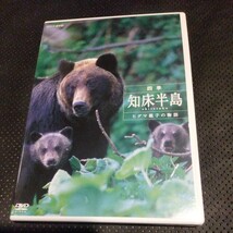 四季知床半島 〜ヒグマ親子の物語〜 （ドキュメンタリー）_画像1