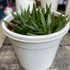 多肉植物　三時草　抜き苗