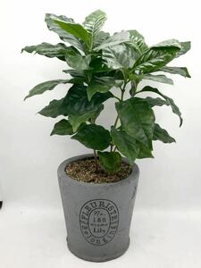 美苗！！３本立ち　観葉植物　コーヒーの木　モルタルの鉢　手作りの鉢　ハンドメイド　レア　入手困難　グレー　苗木 金運の木