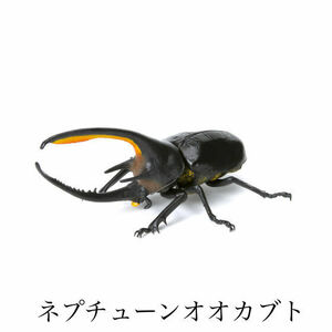 未開封 バンダイ【いきもの大図鑑ミニコレクション 昆虫03 】ネプチューンオオカブトのみ ガシャポン ヘラクレス アマガエル バッタ クジラ