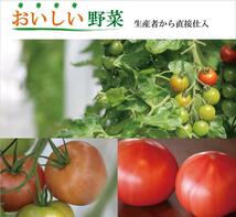 ☆ 目利きのプロが厳選したおいしい 産地直送野菜セット☆ 野菜セット お年賀 野菜 詰め合わせ 野菜BOX 旬 厳選 ギフト 食材 新鮮_画像8