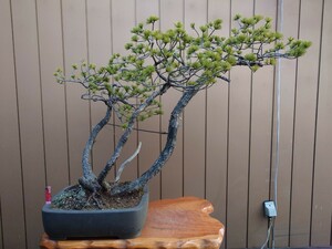 * pickup limitation * bonsai . leaf pine height of tree 87cm