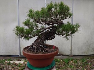 * pickup limitation * bonsai Shinshu red pine height of tree 78cm