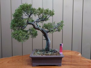  bonsai genuine Kashiwa height of tree 36cm
