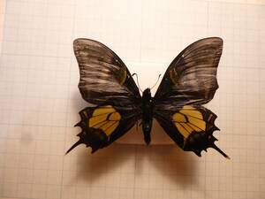 蝶標本　オウゴテングアゲハ　♂　野外採集品