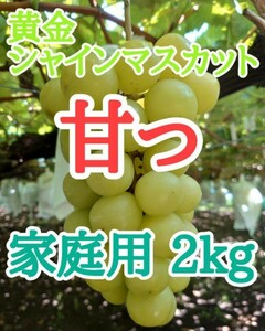 黄金シャインマスカット　箱込み２kg　家庭用　種無しぶどう　ゴールデン　シャインマスカット　長野県産