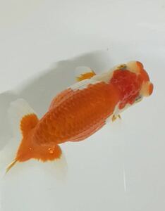 らんちゅう金魚　当歳　種用　メス