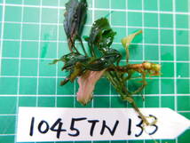 ◎1045TN133　（自家栽培）水草　ブセファランドラ　Bucephalandra sp. Red Tropica社②_画像2