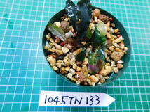◎1045TN133　（自家栽培）水草　ブセファランドラ　Bucephalandra sp. Red Tropica社②_画像3