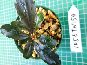 ◎1056TN154　（自家栽培）水草　ブセファランドラ　Bucephalandra sp. Pandora Variant