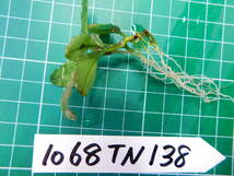 ◎1068TN138　（自家栽培）水草　ブセファランドラ　Bucephalandra sp. Apple Leaf from KataBaru Timur-1 AZ-0311-11②_画像2