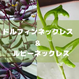 多肉植物ルビーネックレス&ドルフィンネックレス(抜き苗を各2本の計4本)