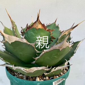 agave titanota stunning spineアガベ チタノタ スチューニンクスパイン 胴切り繁殖苗 発根済み（多肉植物 観葉植物 チタノタ オテロイ）