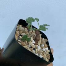 Pelargonium sidoides ペラルゴニウム シドイデス 根挿し（多肉植物 観葉植物 塊根植物 コーデックス ）_画像8