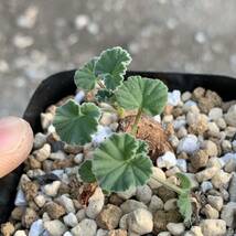 Pelargonium sidoides ペラルゴニウム シドイデス 根挿し（多肉植物 観葉植物 塊根植物 コーデックス ）_画像5