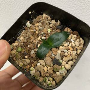 アルブカ不明種 たしか白い花だったのでAlbuca unifolia かもしれません 株分け苗 （多肉植物 観葉植物 cape bulb ケープバルブ）