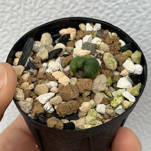 Tylecodon pusillus チレコドン プシラス 国内実生（多肉植物 観葉植物 塊根植物 コーデックス ）