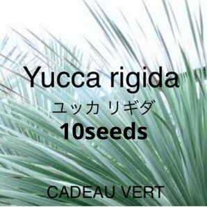 【種子】Yucca rigida☆ユッカ リギダ　10粒