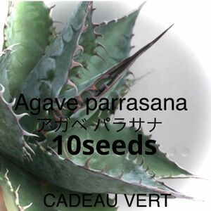 【アガベ種子】Agave parrasana☆アガベ パラサナ種子10粒