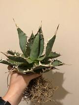 アガベ　チタノタ　ナンバーワン　Agave titanota No.1 強棘 国際多肉植物協会購入_画像1