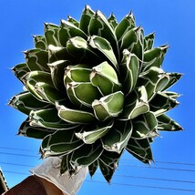 T77 多肉植物 アガベ濃白 笹の雪 短い叶 特選株 _画像7